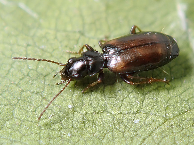 Carabidae: Syntomus obscuroguttatus